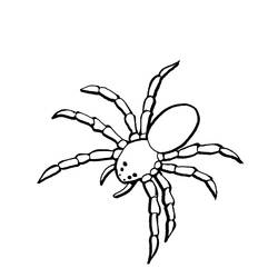 ぬりえページ: クモ (動物) #621 - 無料の印刷可能なぬりえページ