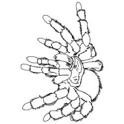 ぬりえページ: クモ (動物) #659 - 無料の印刷可能なぬりえページ