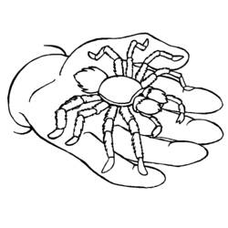 ぬりえページ: クモ (動物) #664 - 無料の印刷可能なぬりえページ