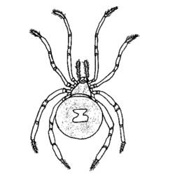ぬりえページ: クモ (動物) #666 - 無料の印刷可能なぬりえページ
