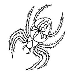 ぬりえページ: クモ (動物) #674 - 無料の印刷可能なぬりえページ