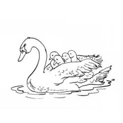 ぬりえページ: 白鳥 (動物) #5012 - 無料の印刷可能なぬりえページ