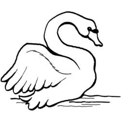 ぬりえページ: 白鳥 (動物) #5033 - 無料の印刷可能なぬりえページ