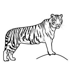 ぬりえページ: 虎 (動物) #13587 - 無料の印刷可能なぬりえページ