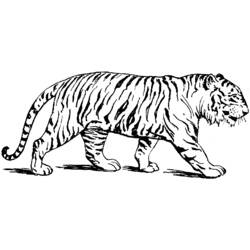 ぬりえページ: 虎 (動物) #13588 - 無料の印刷可能なぬりえページ