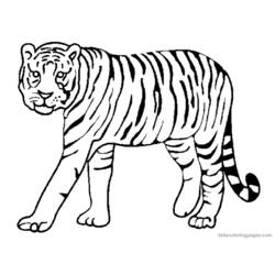 ぬりえページ: 虎 (動物) #13591 - 無料の印刷可能なぬりえページ