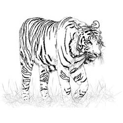 ぬりえページ: 虎 (動物) #13599 - 無料の印刷可能なぬりえページ