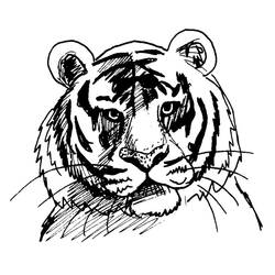 ぬりえページ: 虎 (動物) #13610 - 無料の印刷可能なぬりえページ