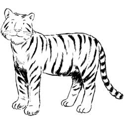 ぬりえページ: 虎 (動物) #13621 - 無料の印刷可能なぬりえページ