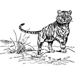 ぬりえページ: 虎 (動物) #13710 - 無料の印刷可能なぬりえページ