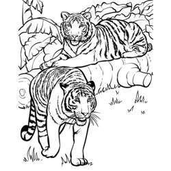 ぬりえページ: 虎 (動物) #13726 - 無料の印刷可能なぬりえページ