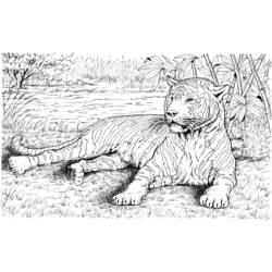 ぬりえページ: 虎 (動物) #13742 - 無料の印刷可能なぬりえページ