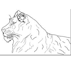 ぬりえページ: 虎 (動物) #13758 - 無料の印刷可能なぬりえページ