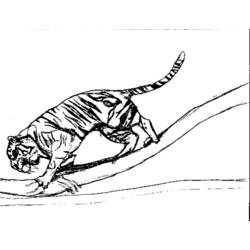 ぬりえページ: 虎 (動物) #13760 - 無料の印刷可能なぬりえページ