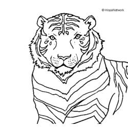 ぬりえページ: 虎 (動物) #13772 - 無料の印刷可能なぬりえページ