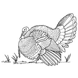 ぬりえページ: 七面鳥 (動物) #5303 - 無料の印刷可能なぬりえページ