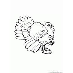 ぬりえページ: 七面鳥 (動物) #5330 - 無料の印刷可能なぬりえページ