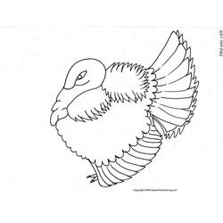 ぬりえページ: 七面鳥 (動物) #5353 - 無料の印刷可能なぬりえページ