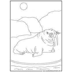 ぬりえページ: セイウチ (動物) #16568 - 無料の印刷可能なぬりえページ