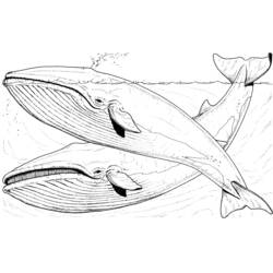 ぬりえページ: 鯨 (動物) #872 - 無料の印刷可能なぬりえページ