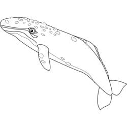 ぬりえページ: 鯨 (動物) #874 - 無料の印刷可能なぬりえページ