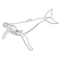 ぬりえページ: 鯨 (動物) #881 - 無料の印刷可能なぬりえページ
