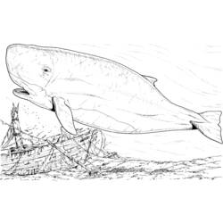 ぬりえページ: 鯨 (動物) #883 - 無料の印刷可能なぬりえページ