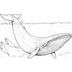 ぬりえページ: 鯨 (動物) #886 - 無料の印刷可能なぬりえページ