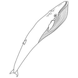 ぬりえページ: 鯨 (動物) #900 - 無料の印刷可能なぬりえページ