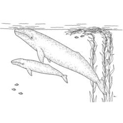 ぬりえページ: 鯨 (動物) #901 - 無料の印刷可能なぬりえページ