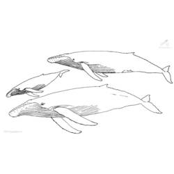 ぬりえページ: 鯨 (動物) #921 - 無料の印刷可能なぬりえページ