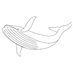 ぬりえページ: 鯨 (動物) #922 - 無料の印刷可能なぬりえページ