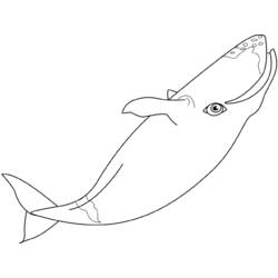 ぬりえページ: 鯨 (動物) #928 - 無料の印刷可能なぬりえページ