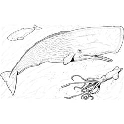 ぬりえページ: 鯨 (動物) #943 - 無料の印刷可能なぬりえページ