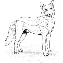 ぬりえページ: 狼 (動物) #10443 - 無料の印刷可能なぬりえページ