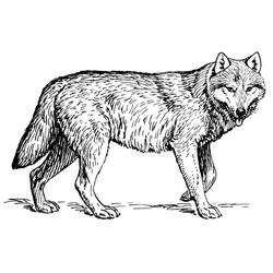 ぬりえ: 狼 - 無料の印刷可能なぬりえページ