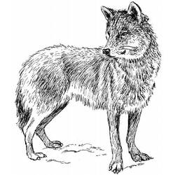 ぬりえページ: 狼 (動物) #10473 - 無料の印刷可能なぬりえページ
