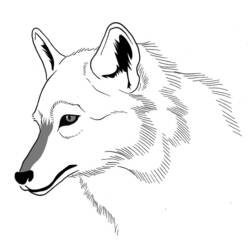 ぬりえページ: 狼 (動物) #10528 - 無料の印刷可能なぬりえページ