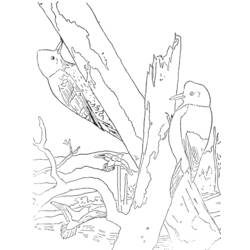 ぬりえページ: キツツキ (動物) #16681 - 無料の印刷可能なぬりえページ