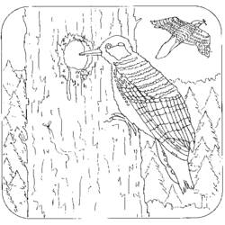 ぬりえページ: キツツキ (動物) #16683 - 無料の印刷可能なぬりえページ