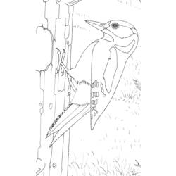 ぬりえページ: キツツキ (動物) #16717 - 無料の印刷可能なぬりえページ