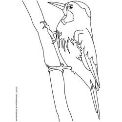 ぬりえページ: キツツキ (動物) #16722 - 無料の印刷可能なぬりえページ