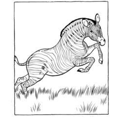 ぬりえページ: シマウマ (動物) #13058 - 無料の印刷可能なぬりえページ