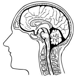 ぬりえ: Human Brain - 無料の印刷可能なぬりえページ