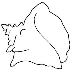 ぬりえページ: 貝殻 (自然と季節) #163175 - 無料の印刷可能なぬりえページ