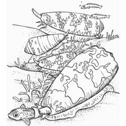 ぬりえページ: 貝殻 (自然と季節) #163195 - 無料の印刷可能なぬりえページ