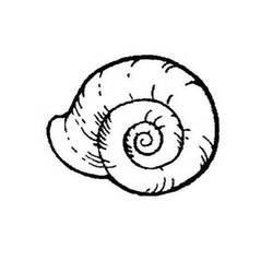 ぬりえページ: 貝殻 (自然と季節) #163234 - 無料の印刷可能なぬりえページ
