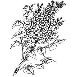 ぬりえページ: 花束 (自然) #160995 - 無料の印刷可能なぬりえページ