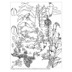 ぬりえページ: 森 (自然) #157007 - 無料の印刷可能なぬりえページ