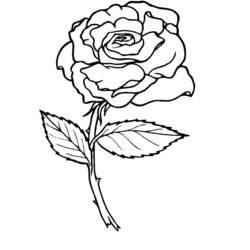 ぬりえページ: バラ (自然) #161884 - 無料の印刷可能なぬりえページ